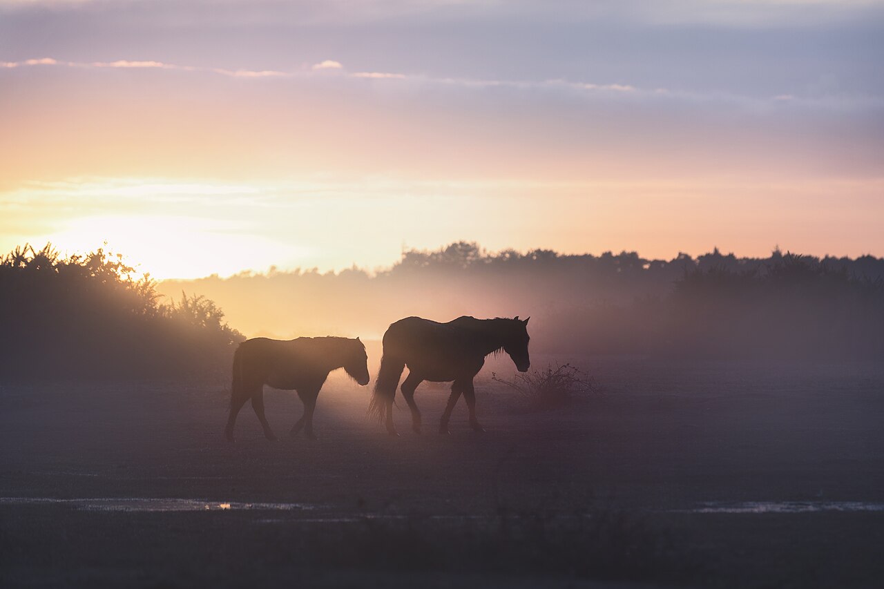 New Forest ponies at sunrise — the setting for dog-friendly Hampshire hotels.